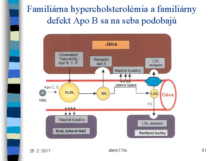 Familiárna hypercholsterolémia a familiárny defekt Apo B sa na seba podobajú 25. 2. 2017