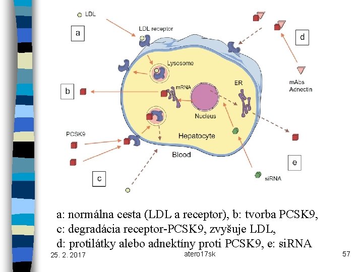 a: normálna cesta (LDL a receptor), b: tvorba PCSK 9, c: degradácia receptor-PCSK 9,