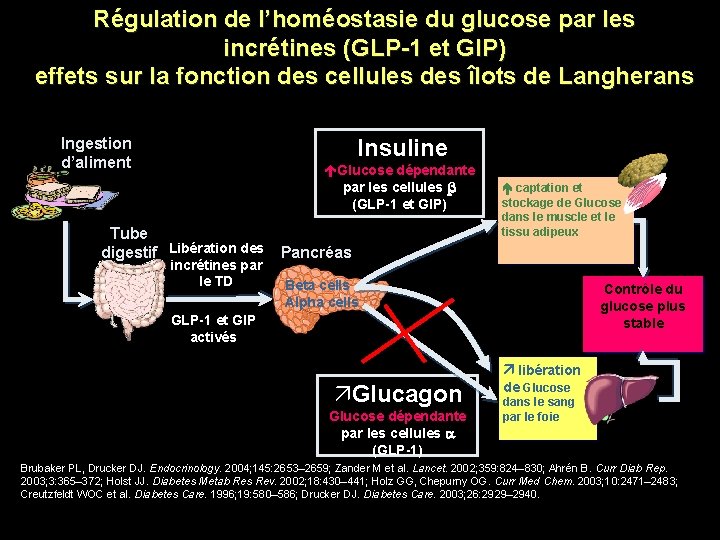 Régulation de l’homéostasie du glucose par les incrétines (GLP-1 et GIP) effets sur la