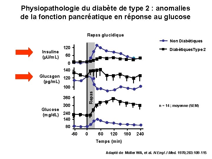 Physiopathologie du diabète de type 2 : anomalies de la fonction pancréatique en réponse