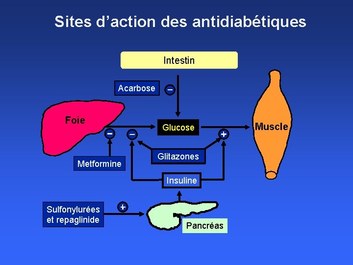 Sites d’action des antidiabétiques Intestin Acarbose Foie Metformine Glucose Glitazones Insuline Sulfonylurées et repaglinide