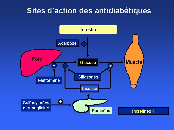 Sites d’action des antidiabétiques Intestin Acarbose Foie Metformine Glucose Muscle Glitazones Insuline Sulfonylurées et