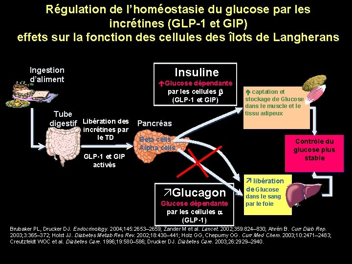 Régulation de l’homéostasie du glucose par les incrétines (GLP-1 et GIP) effets sur la