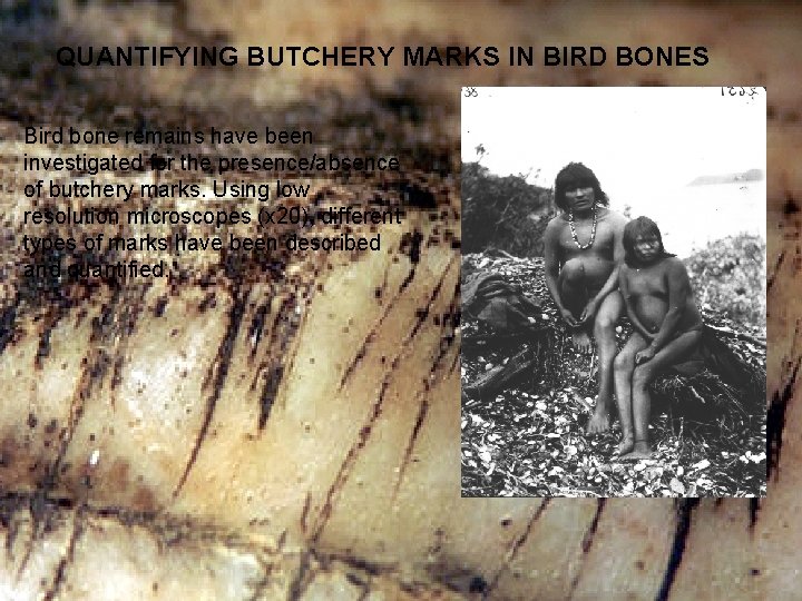QUANTIFYING BUTCHERY MARKS IN BIRD BONES Bird bone remains have been investigated for the