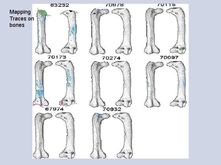 Mapping Traces on bones 