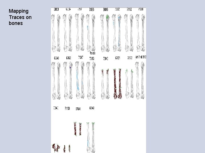 Mapping Traces on bones 