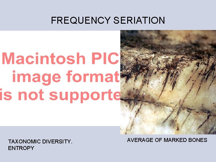 FREQUENCY SERIATION TAXONOMIC DIVERSITY. ENTROPY AVERAGE OF MARKED BONES 