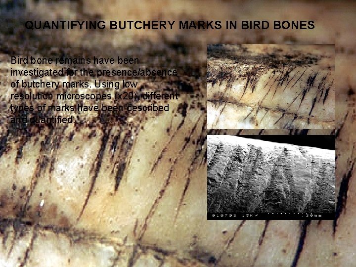 QUANTIFYING BUTCHERY MARKS IN BIRD BONES Bird bone remains have been investigated for the