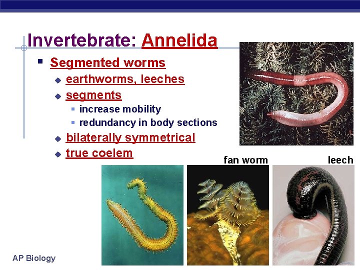 Invertebrate: Annelida § Segmented worms u u earthworms, leeches segments § increase mobility §