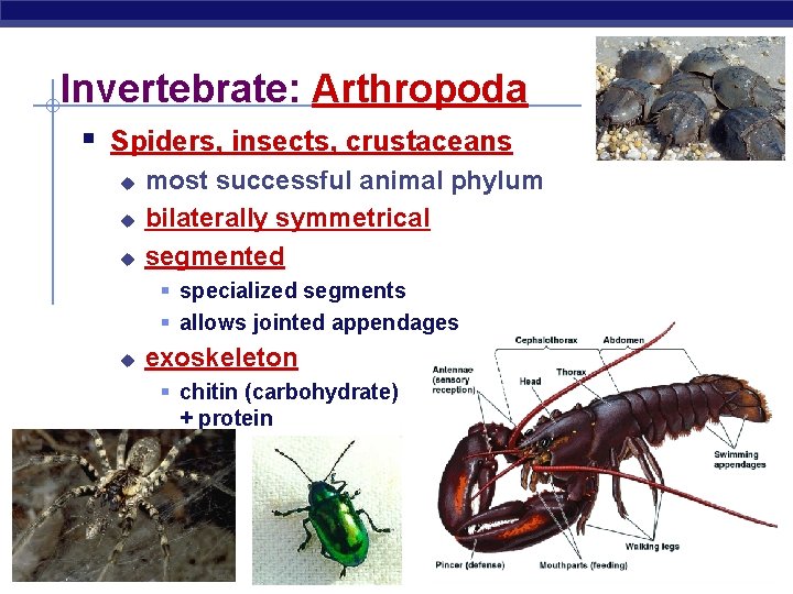 Invertebrate: Arthropoda § Spiders, insects, crustaceans u u u most successful animal phylum bilaterally
