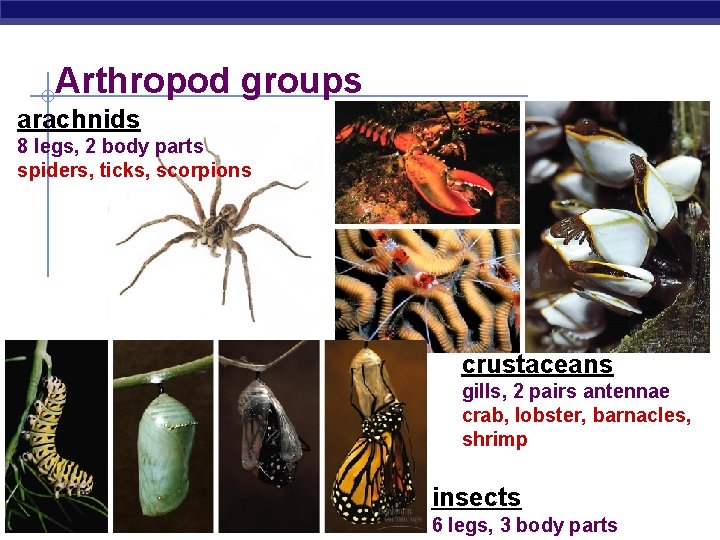 Arthropod groups arachnids 8 legs, 2 body parts spiders, ticks, scorpions crustaceans gills, 2