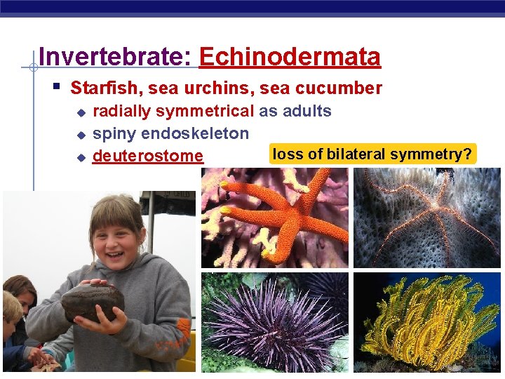 Invertebrate: Echinodermata § Starfish, sea urchins, sea cucumber u u u AP Biology radially