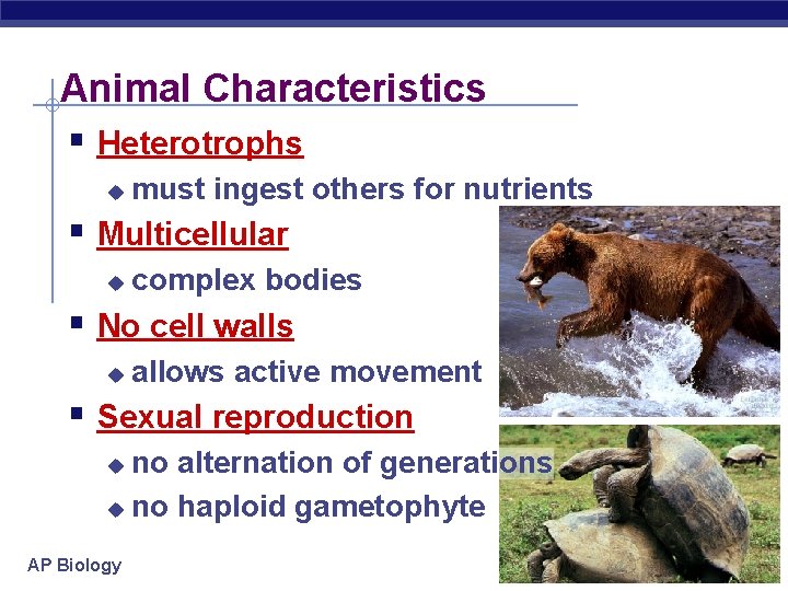 Animal Characteristics § Heterotrophs u must ingest others for nutrients § Multicellular u complex