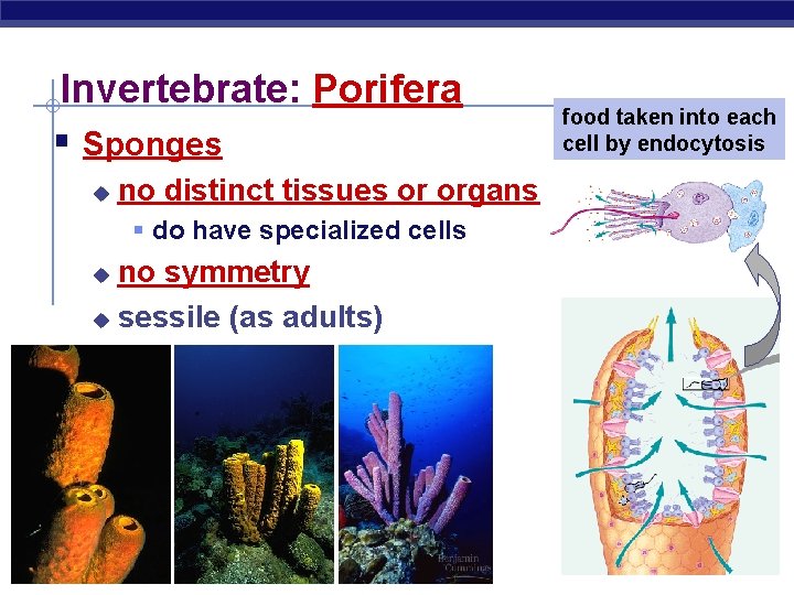Invertebrate: Porifera § Sponges u no distinct tissues or organs § do have specialized