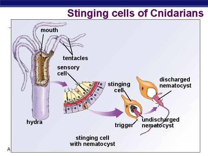 Stinging cells of Cnidarians mouth tentacles sensory cell stinging cell hydra AP Biology trigger