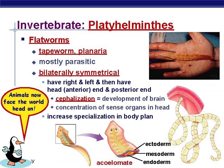 Invertebrate: Platyhelminthes § Flatworms u u u tapeworm, planaria mostly parasitic bilaterally symmetrical §