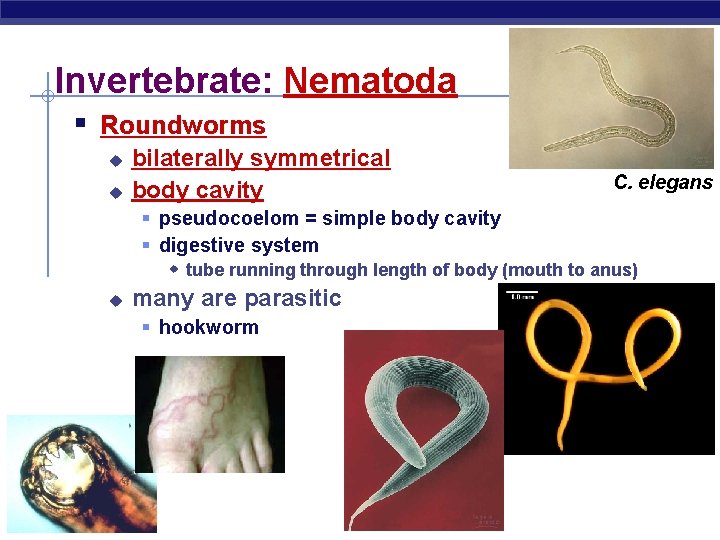 Invertebrate: Nematoda § Roundworms u u bilaterally symmetrical body cavity C. elegans § pseudocoelom