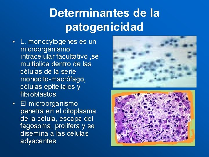 Determinantes de la patogenicidad • L. monocytogenes es un microorganismo intracelular facultativo , se