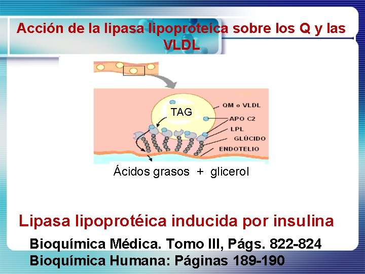 Acción de la lipasa lipoproteíca sobre los Q y las VLDL TAG Ácidos grasos