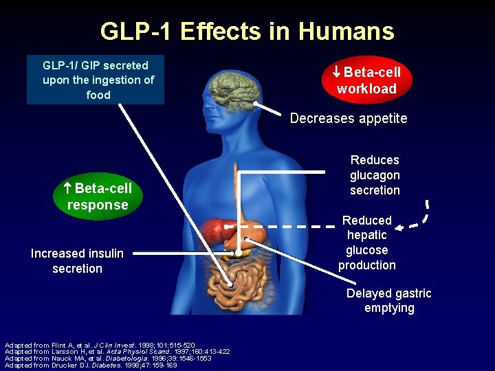 GLP-1 Effects in Humans GLP-1/ GIP secreted upon the ingestion of food Beta-cell workload