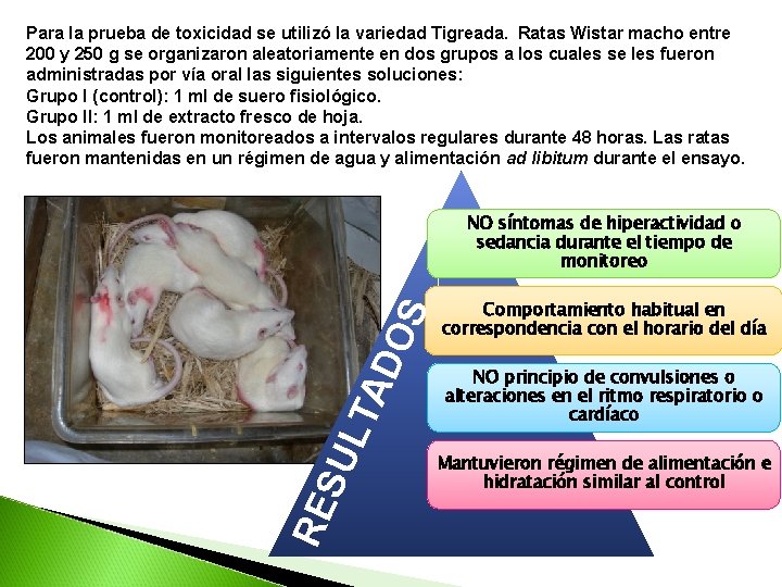 Para la prueba de toxicidad se utilizó la variedad Tigreada. Ratas Wistar macho entre Para la prueba de toxicidad se utilizó la variedad Tigreada. Ratas Wistar macho entre