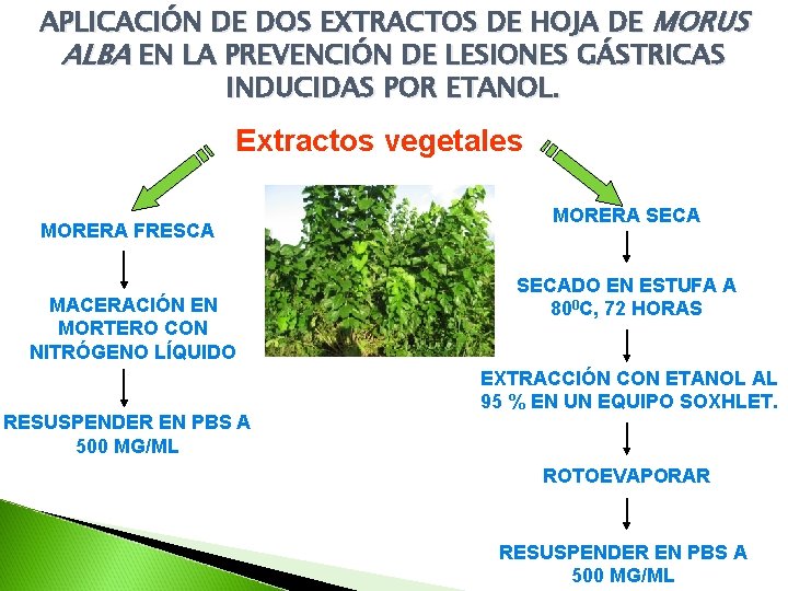 APLICACIÓN DE DOS EXTRACTOS DE HOJA DE MORUS ALBA EN LA PREVENCIÓN DE LESIONES APLICACIÓN DE DOS EXTRACTOS DE HOJA DE MORUS ALBA EN LA PREVENCIÓN DE LESIONES