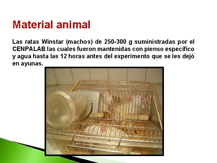 Material animal Las ratas Winstar (machos) de 250 -300 g suministradas por el CENPALAB Material animal Las ratas Winstar (machos) de 250 -300 g suministradas por el CENPALAB