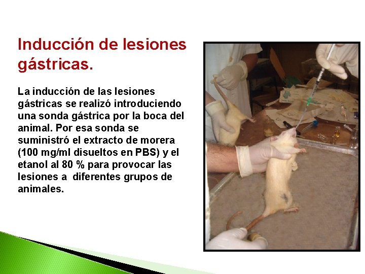 Inducción de lesiones gástricas. La inducción de las lesiones gástricas se realizó introduciendo una Inducción de lesiones gástricas. La inducción de las lesiones gástricas se realizó introduciendo una