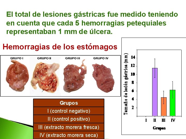 El total de lesiones gástricas fue medido teniendo en cuenta que cada 5 hemorragias El total de lesiones gástricas fue medido teniendo en cuenta que cada 5 hemorragias