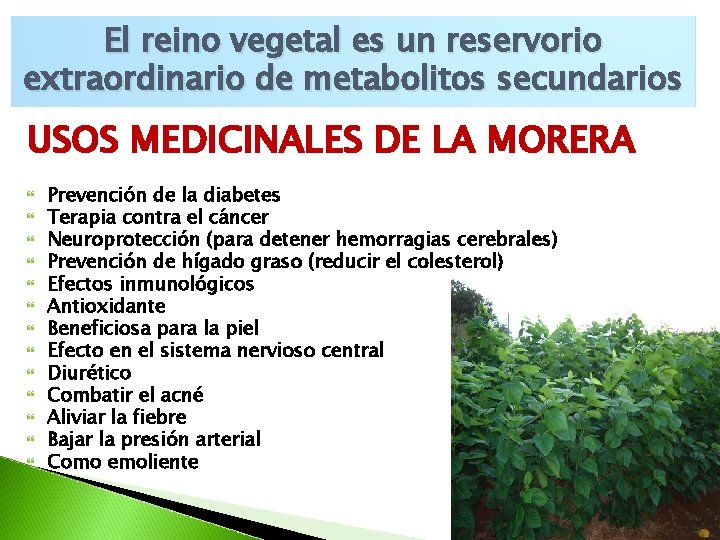 El reino vegetal es un reservorio extraordinario de metabolitos secundarios USOS MEDICINALES DE LA El reino vegetal es un reservorio extraordinario de metabolitos secundarios USOS MEDICINALES DE LA