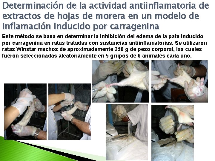 Determinación de la actividad antiinflamatoria de extractos de hojas de morera en un modelo Determinación de la actividad antiinflamatoria de extractos de hojas de morera en un modelo