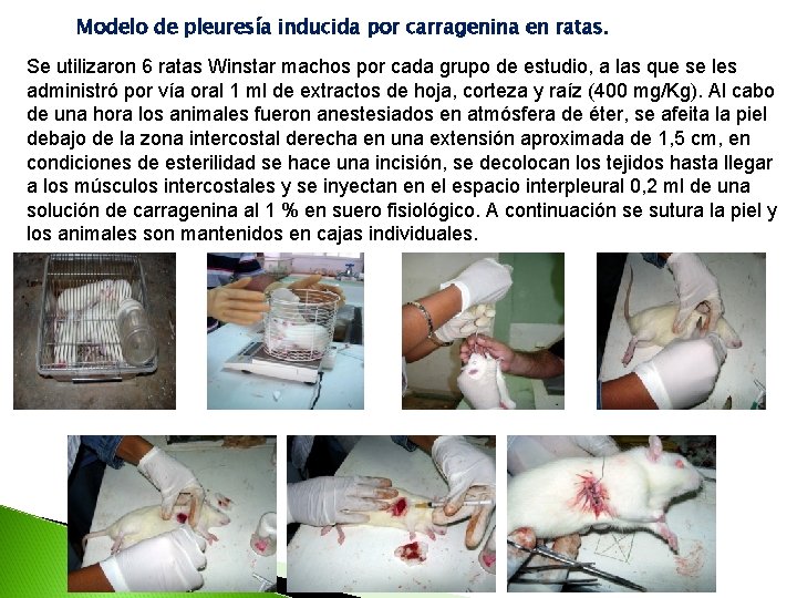 Modelo de pleuresía inducida por carragenina en ratas. Se utilizaron 6 ratas Winstar machos Modelo de pleuresía inducida por carragenina en ratas. Se utilizaron 6 ratas Winstar machos