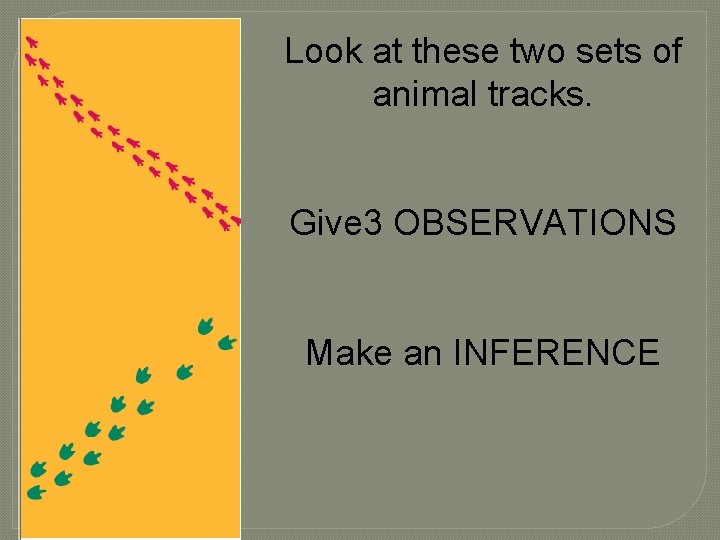 Look at these two sets of animal tracks. Give 3 OBSERVATIONS Make an INFERENCE