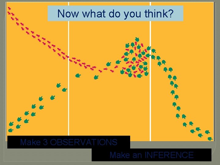 Now what do you think? Make 3 OBSERVATIONS Make an INFERENCE 