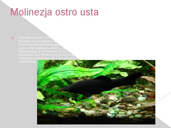 Molinezja ostro usta � Molinezja ostrousta – Poecilia sphenops. Jest to jedna z najbardziej