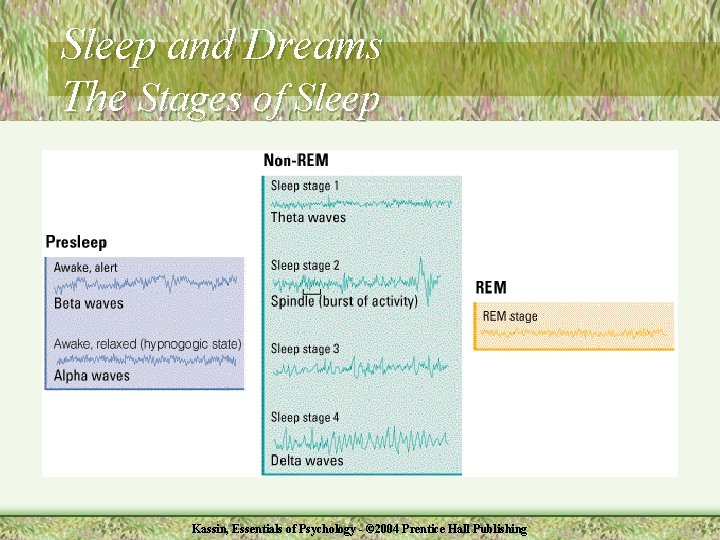 Sleep and Dreams The Stages of Sleep Kassin, Essentials of Psychology - © 2004
