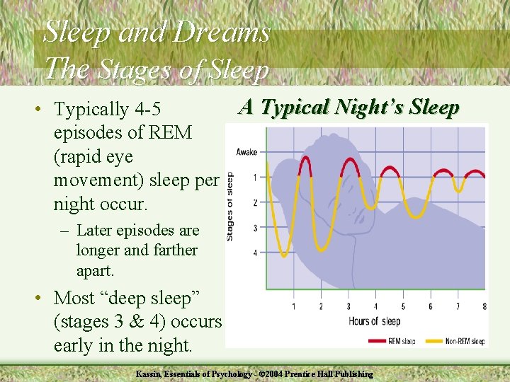 Sleep and Dreams The Stages of Sleep A Typical Night’s Sleep • Typically 4