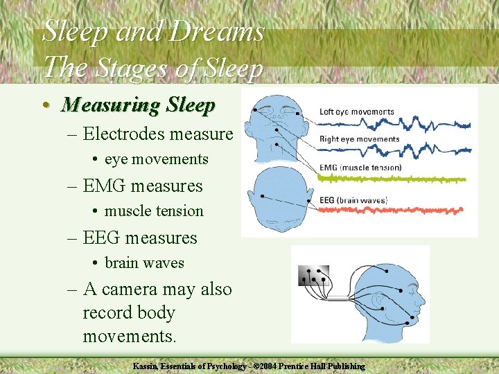 Sleep and Dreams The Stages of Sleep • Measuring Sleep – Electrodes measure •