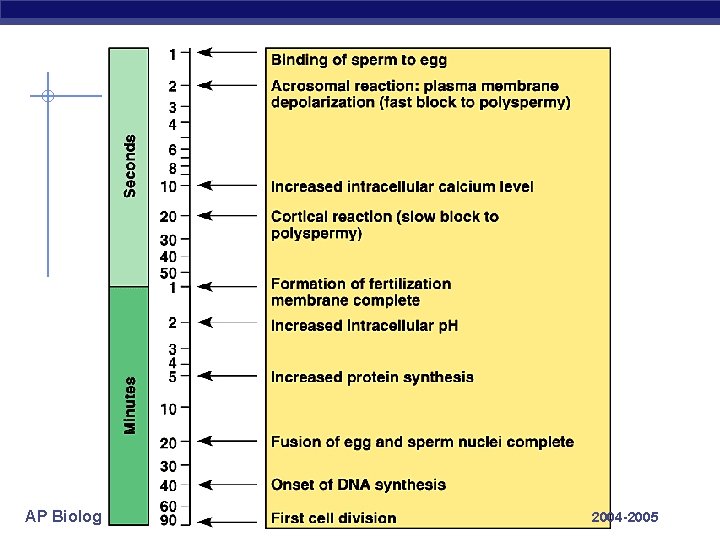 AP Biology 2004 -2005 