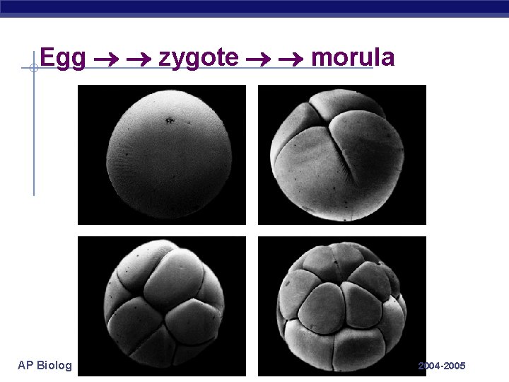 Egg zygote morula AP Biology 2004 -2005 