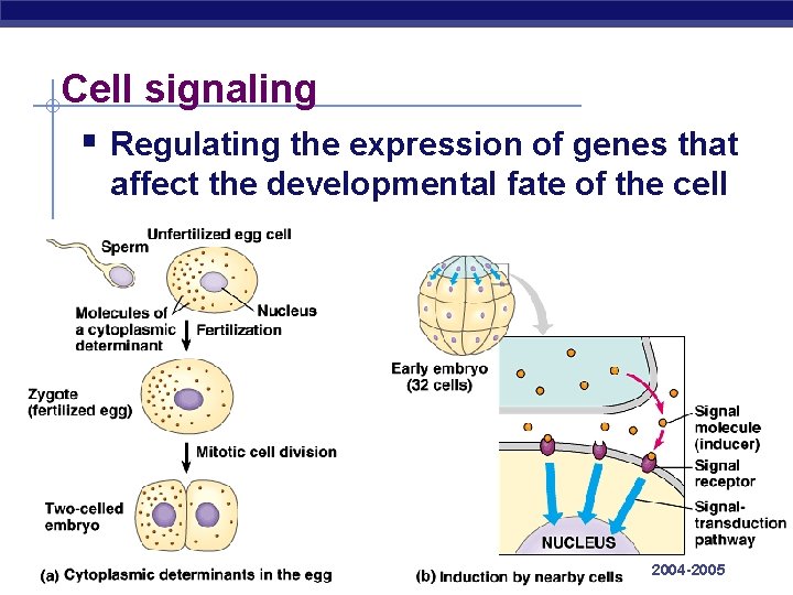 Cell signaling § Regulating the expression of genes that affect the developmental fate of