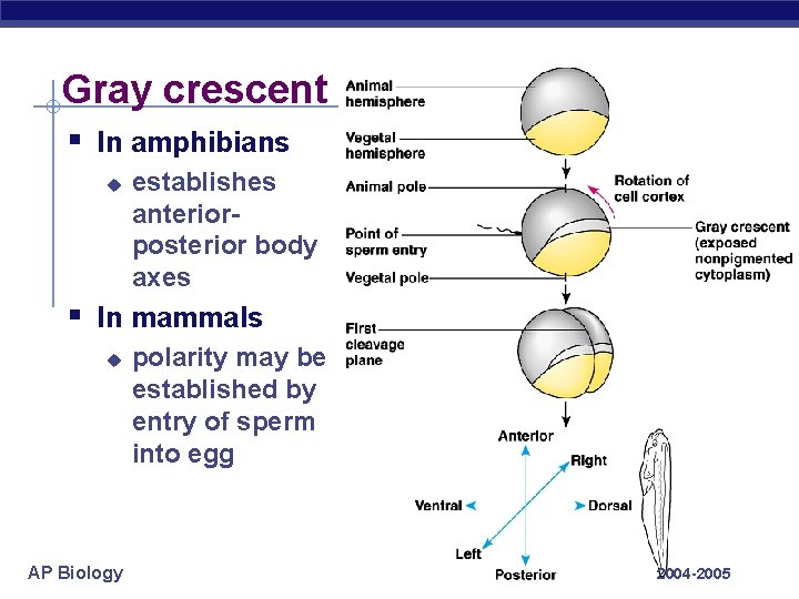 Gray crescent § In amphibians u establishes anteriorposterior body axes § In mammals u