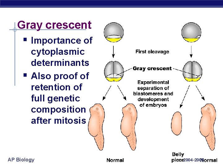 Gray crescent § Importance of § cytoplasmic determinants Also proof of retention of full