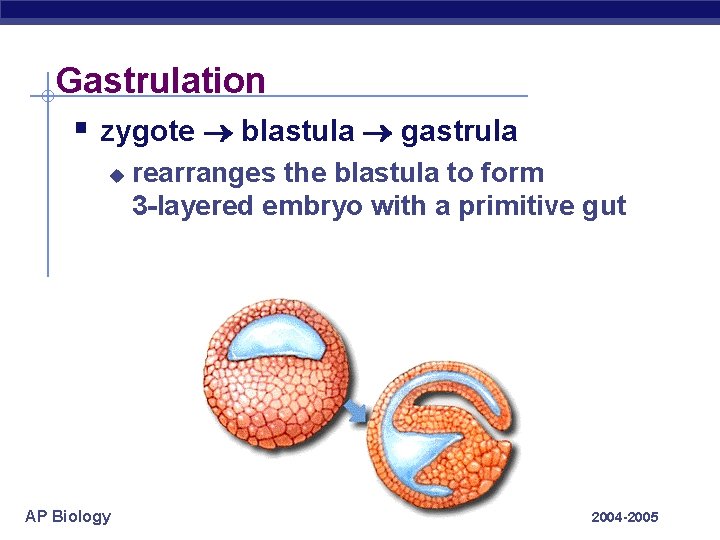 Gastrulation § zygote blastula gastrula u AP Biology rearranges the blastula to form 3