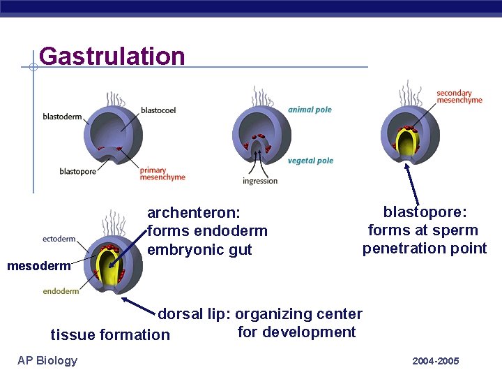 Gastrulation archenteron: forms endoderm embryonic gut blastopore: forms at sperm penetration point mesoderm dorsal