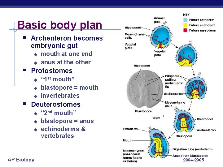 Basic body plan § Archenteron becomes embryonic gut u u mouth at one end
