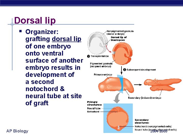 Dorsal lip § Organizer: grafting dorsal lip of one embryo onto ventral surface of