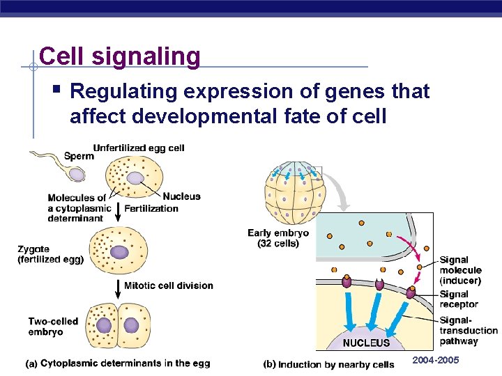 Cell signaling § Regulating expression of genes that affect developmental fate of cell AP