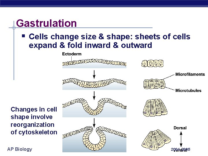 Gastrulation § Cells change size & shape: sheets of cells expand & fold inward