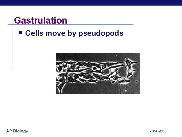Gastrulation § Cells move by pseudopods AP Biology 2004 -2005 
